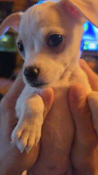 Country Cuties : Reba -  Chihuahua Dog for Adoption in Aurora, Indiana - Country Cuties : Reba | PetCurious
