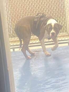 Rob Lowe -  Pit Bull Terrier and Mixed Breed Dog for Adoption in Gainesville, Florida - Rob Lowe | PetCurious