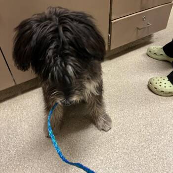 Rico -  Mixed Breed Dog for Adoption in Bristol, Indiana - Rico | PetCurious