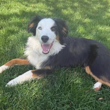 Border Collie Dogs Available for Adoption - Fig | PetCurious