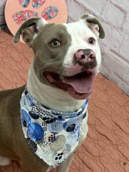 Culture Crave -  Mixed Breed Dog for Adoption in Detroit, Michigan - Culture Crave | PetCurious