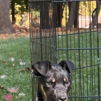 Donut -  Terrier Dog for Adoption in Carmel Hamlet, New York - Donut | PetCurious