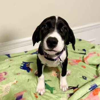 Susie -  Treeing Walker Coonhound and Labrador Retriever Dog for Adoption in Triana, Alabama - Susie | PetCurious