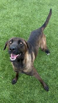 Candy -  German Shepherd Dog and Mixed Breed Dog for Adoption in Richland Hills, Texas - Candy | PetCurious