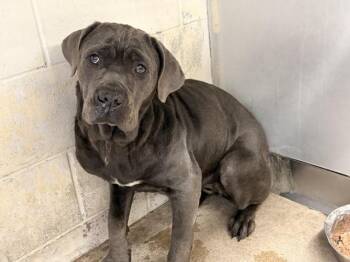 Cane Corso Dogs Available for Adoption - GIANNA | PetCurious