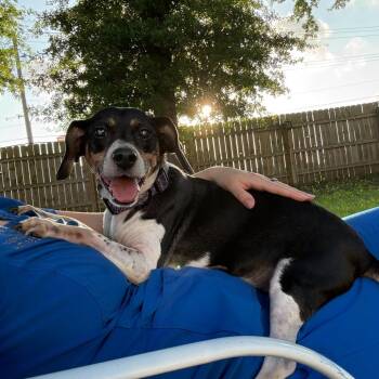 Sparty -  Beagle Dog for Adoption in Bartlett, Tennessee - Sparty | PetCurious