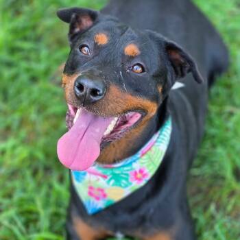 Dash -  Rottweiler Dog for Adoption in Smithtown, New York - Dash | PetCurious