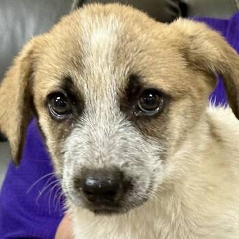 Cache -  Anatolian Shepherd and Cattle Dog Dog for Adoption in Dallas, Texas - Cache | PetCurious