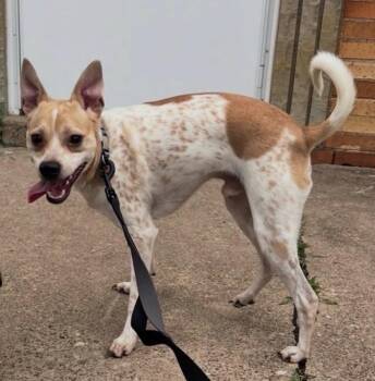 Otis -  Basenji and Chihuahua Dog for Adoption in Irwin, Pennsylvania - Otis | PetCurious