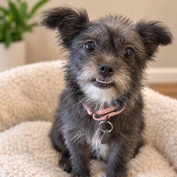 Umah *Arriving 9/26* D12495 -  Yorkshire Terrier and Poodle Dog for Adoption - Umah *Arriving 9/26* D12495 | PetCurious