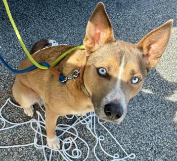 Joanie -  Shepherd Dog Available for Adoption in Douglasville, Georgia - Joanie | PetCurious