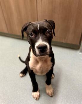 Pit Bull Terrier Dogs Available for Adoption in Baytown, Texas - YONDU | PetCurious