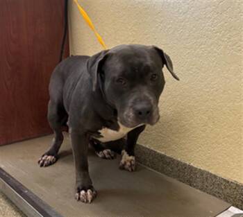 Pit Bull Terrier Dogs Available for Adoption in Fort Myers, Florida - SERENA | PetCurious
