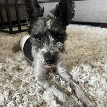 Miniature Schnauzer Dogs Available for Adoption - Avery | PetCurious