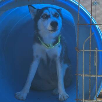 Rescue Siberian Husky Dogs for Adoption in Mount Vernon, Indiana - Dixie | PetCurious