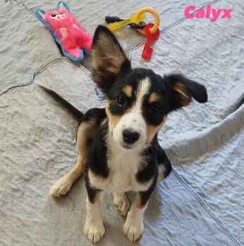 Calyx (p) -  Mixed Breed Dog for Adoption in New York, New York - Calyx (p) | PetCurious