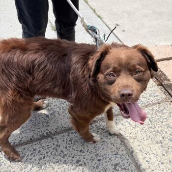 Mixed Breed Dogs Available for Adoption in Philadelphia, Pennsylvania - Atlas | PetCurious