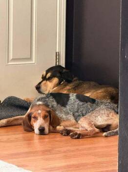 Don Juan -  Hound Dog for Adoption in Pottstown, Pennsylvania - Don Juan | PetCurious