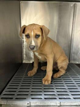 American Staffordshire Terrier Dogs Available for Adoption - Farfalle | PetCurious