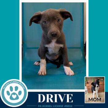 Border Collie and Labrador Retriever Dogs Available for Adoption in Kimberton, Pennsylvania - Drive (Rosie