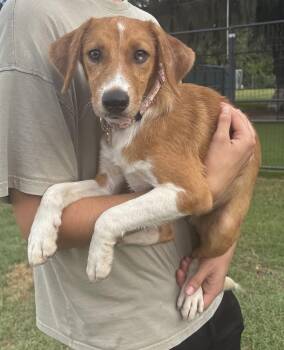 Hobbs -  Hound Dog for Adoption in Lakeland, Florida - Hobbs | PetCurious