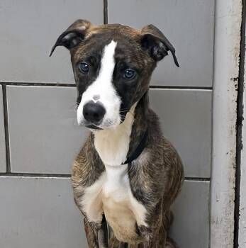 Pudge -  Mixed Breed Dog for Adoption in Nashville, Tennessee - Pudge | PetCurious