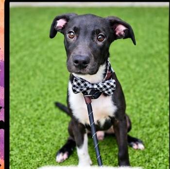 Mayhem -  Black Labrador Retriever Dog for Adoption in Copiague, New York - Mayhem | PetCurious