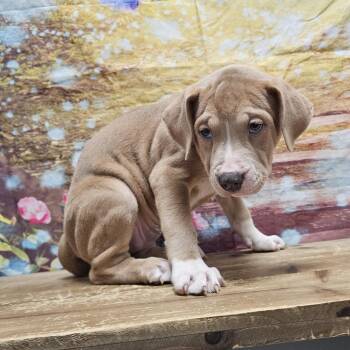 Solstice -  Boxer and Mixed Breed Dog for Adoption in Normal, Illinois - Solstice | PetCurious