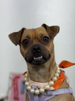 Mimosa-One of our Amazing Rescue Dogs -  Pug and Puggle Dog for Adoption in Carlsbad, California - Mimosa-One Of Our Amazing Rescue Dogs | PetCurious