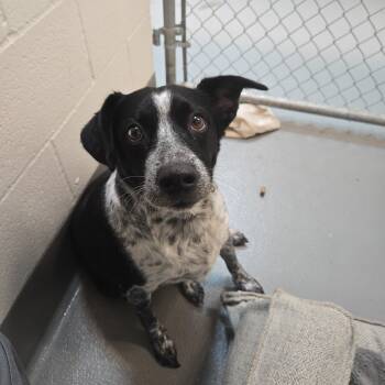 Daisy -  Australian Cattle Dog Blue Heeler Dog for Adoption in Newport, Oregon - Daisy | PetCurious