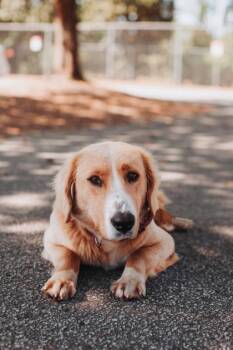 Golden Retriever and Mixed Breed Dogs Available for Adoption in North Charleston, South Carolina - 91318A Ghost Energy | PetCurious