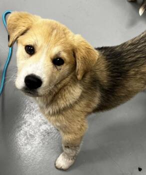 Anatolian Shepherd and Terrier Dogs Available for Adoption - Myla | PetCurious