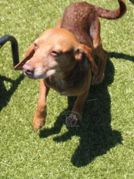 PIPER -  Beagle and Mixed Breed Dog for Adoption in Kenansville, North Carolina - PIPER | PetCurious