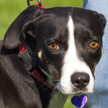 Junie B -  Hound Dog for Adoption in South Elgin, Illinois - Junie B | PetCurious
