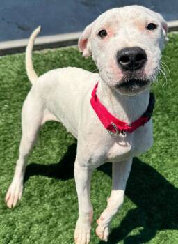 Rescue Dogo Argentino Dogs for Adoption - Cargo | PetCurious