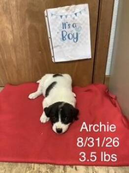 Archie -  Great Pyrenees Dog for Adoption in Welling, Oklahoma - Archie | PetCurious