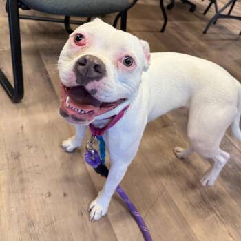 Pit Bull Terrier Dogs Available for Adoption - Bunny | PetCurious