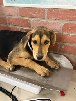 Catahoula Leopard Dog and Mixed Breed Dogs Available for Adoption in Houston, Texas - A2068119 | PetCurious