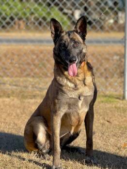 Belgian Shepherd Malinois Dogs Available for Adoption in Kingsland, Georgia - Maple | PetCurious