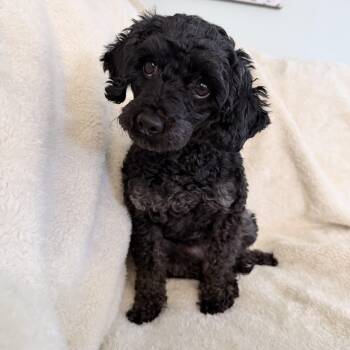 Rescue Miniature Poodle Dogs for Adoption in Orland Park, Illinois - Bean | PetCurious