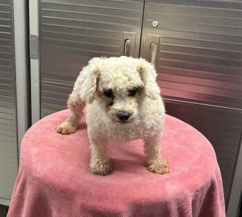 Fae -  Bichon Frise Dog for Adoption in Chattanooga, Tennessee - Fae | PetCurious