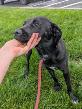 Michelle -  Black Labrador Retriever Dog for Adoption in Vaudreuil-dorion, Quebec - Michelle | PetCurious
