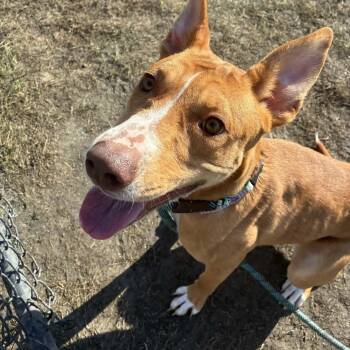 Cream Puff -  Pit Bull Terrier Dog for Adoption in Plainfield, Illinois - Cream Puff | PetCurious