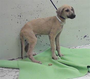 A2090555 -  German Shepherd Dog and Mixed Breed Dog for Adoption in Houston, Texas - A2090555 | PetCurious