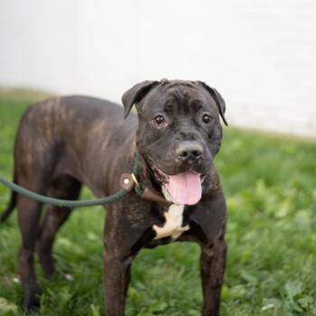 Rescue Pit Bull Terrier Dogs for Adoption in Newark, New Jersey - Coffee | PetCurious