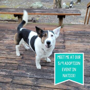 Cardigan Welsh Corgi Dogs Available for Adoption in Boston, Massachusetts - Patch | PetCurious
