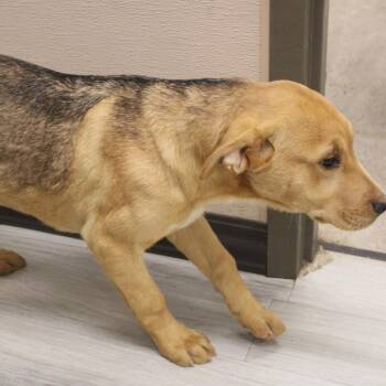 Labrador Retriever and Basset Hound Dogs Available for Adoption - Lemonhead | PetCurious