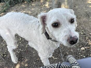 LOLO -  Poodle Dog for Adoption in Salinas, California - LOLO | PetCurious