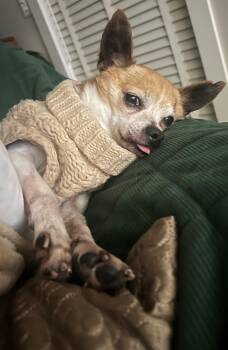 Benny -  Chihuahua Dog for Adoption in Boise, Idaho - Benny | PetCurious