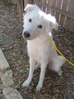 Amanda CS -  Great Pyrenees Dog for Adoption in Columbia, Maryland - Amanda CS | PetCurious